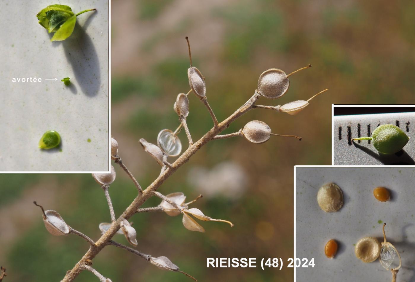 Alyssum, Mountain fruit